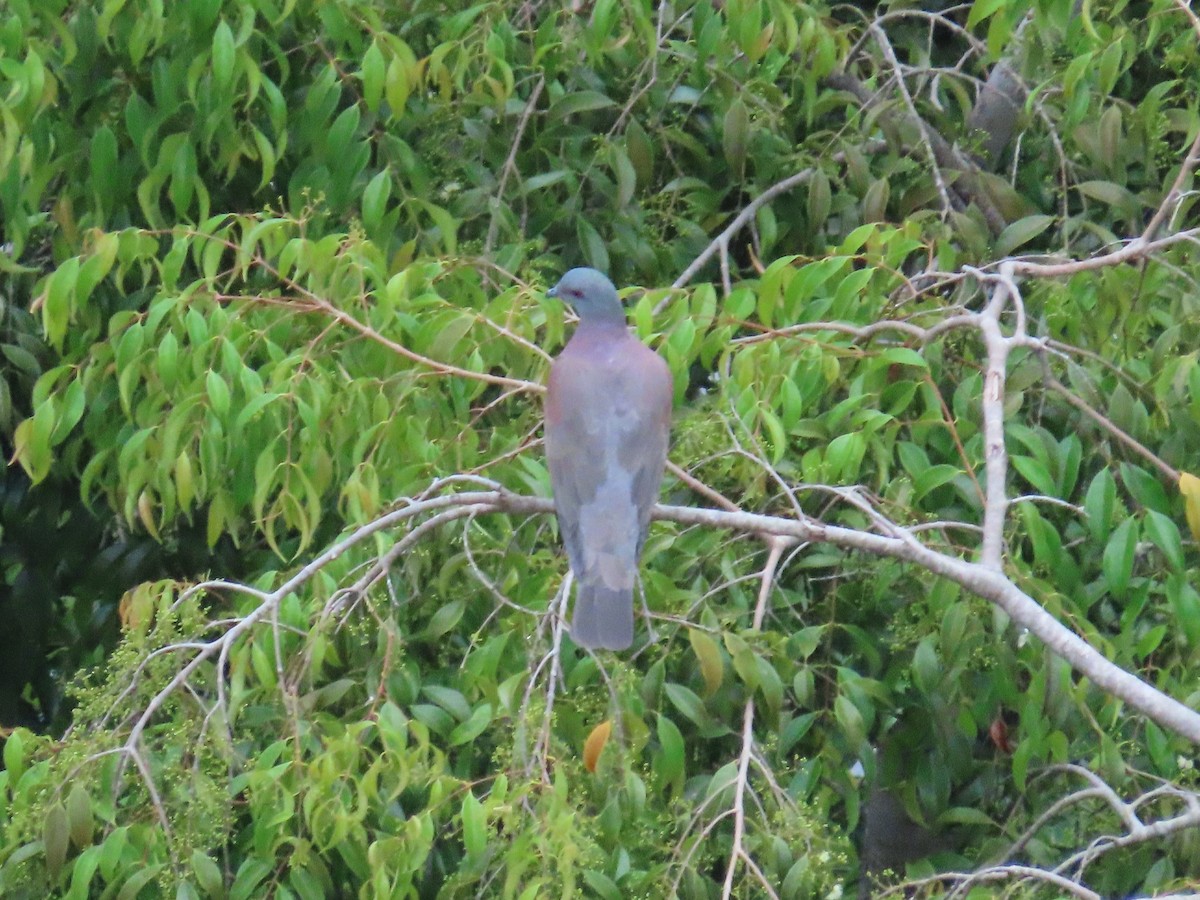 Pale-vented Pigeon - ML646256715