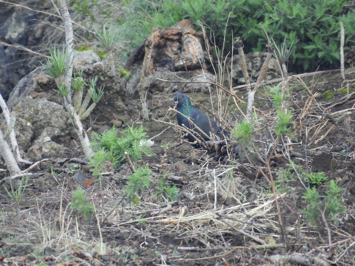 Rock Pigeon (Feral Pigeon) - ML646256716