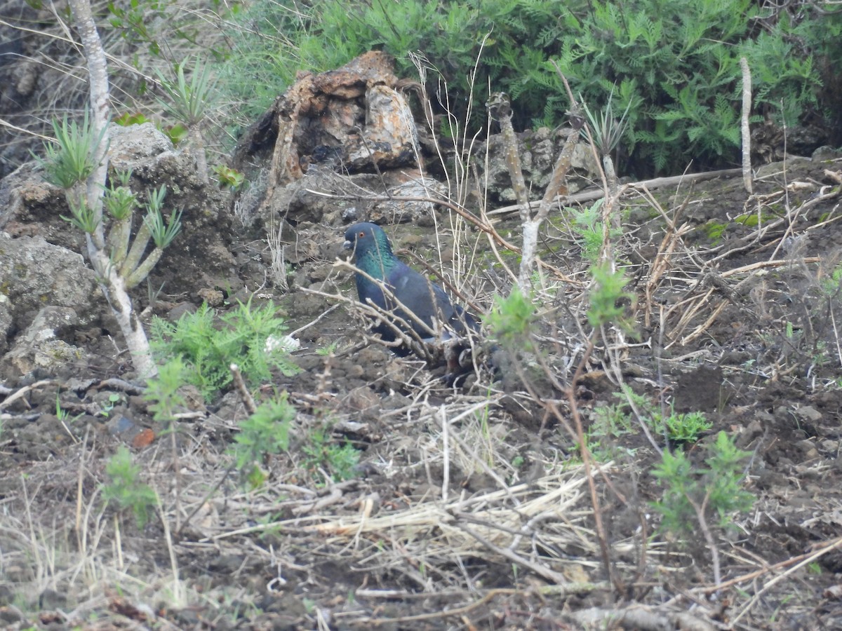 Rock Pigeon (Feral Pigeon) - ML646256718
