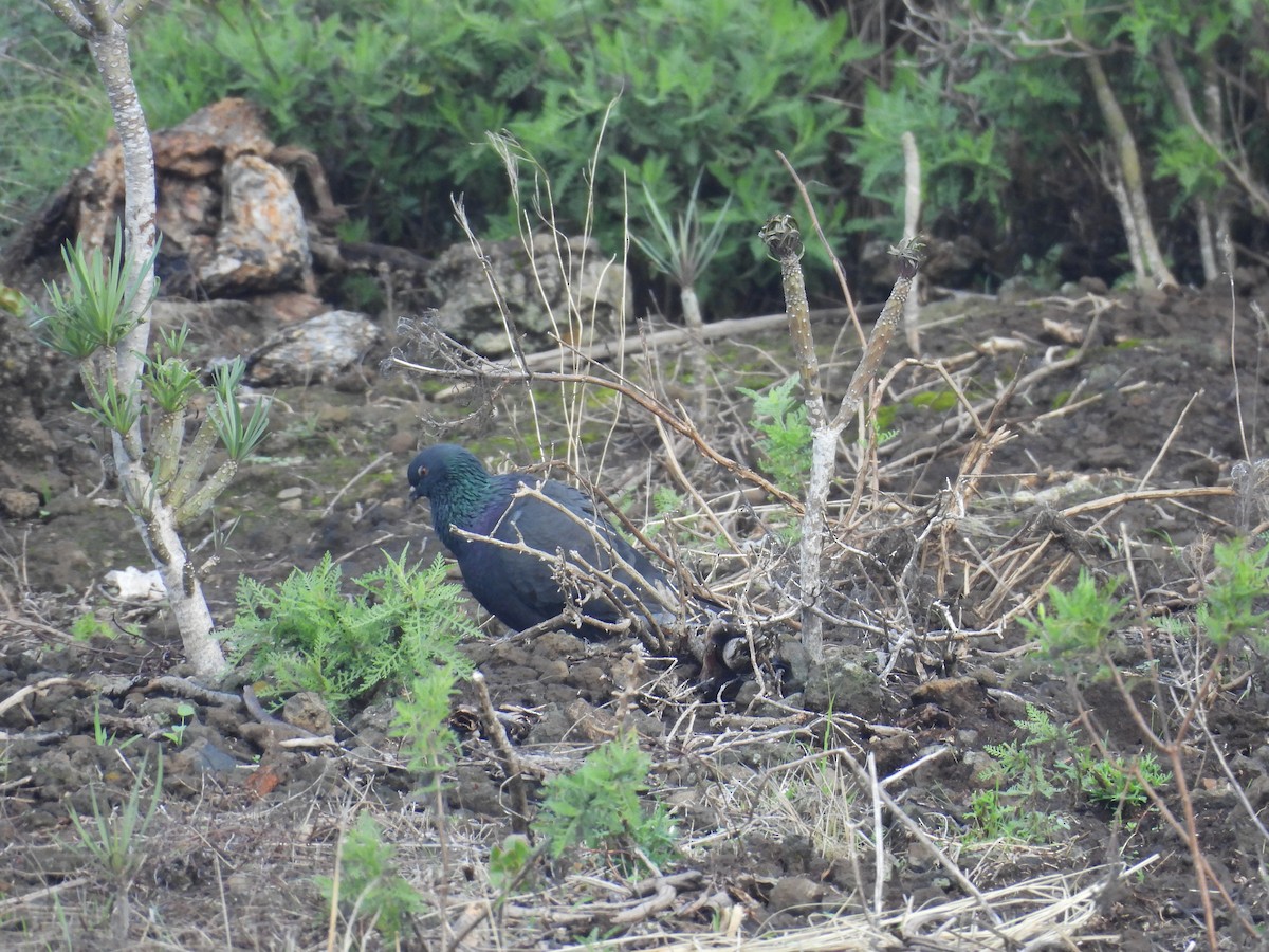 Rock Pigeon (Feral Pigeon) - ML646256719