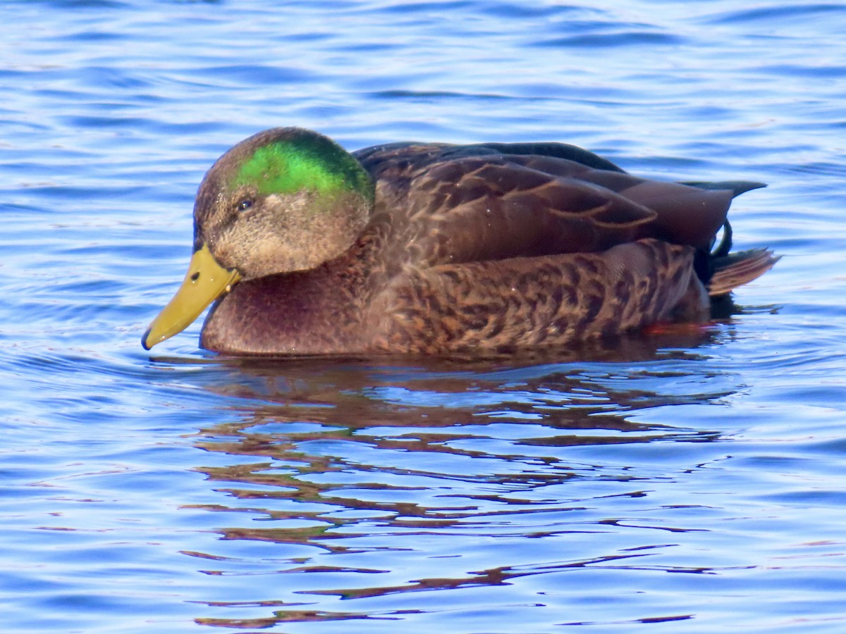 Mallard x American Black Duck (hybrid) - ML646256720