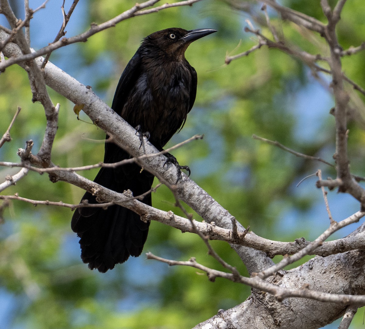 Great-tailed Grackle - ML646256721