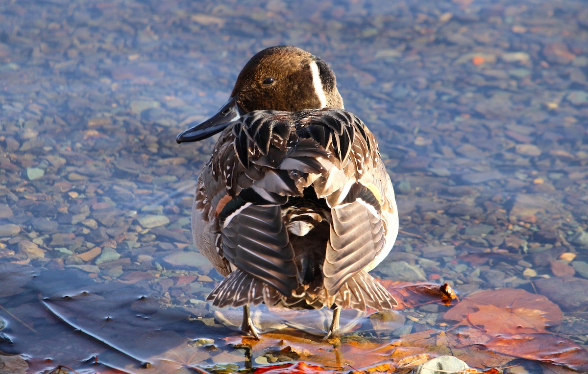 Northern Pintail - ML646256722