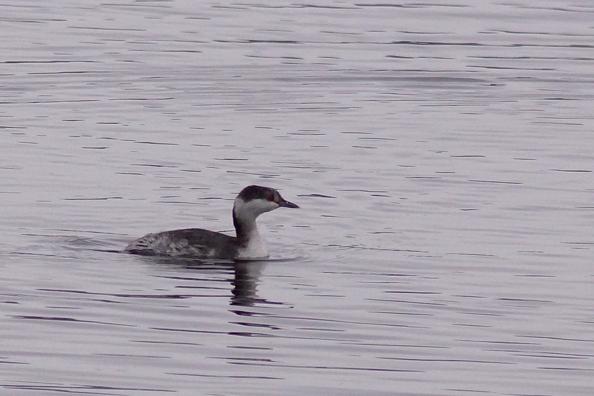 Horned Grebe - ML646256723