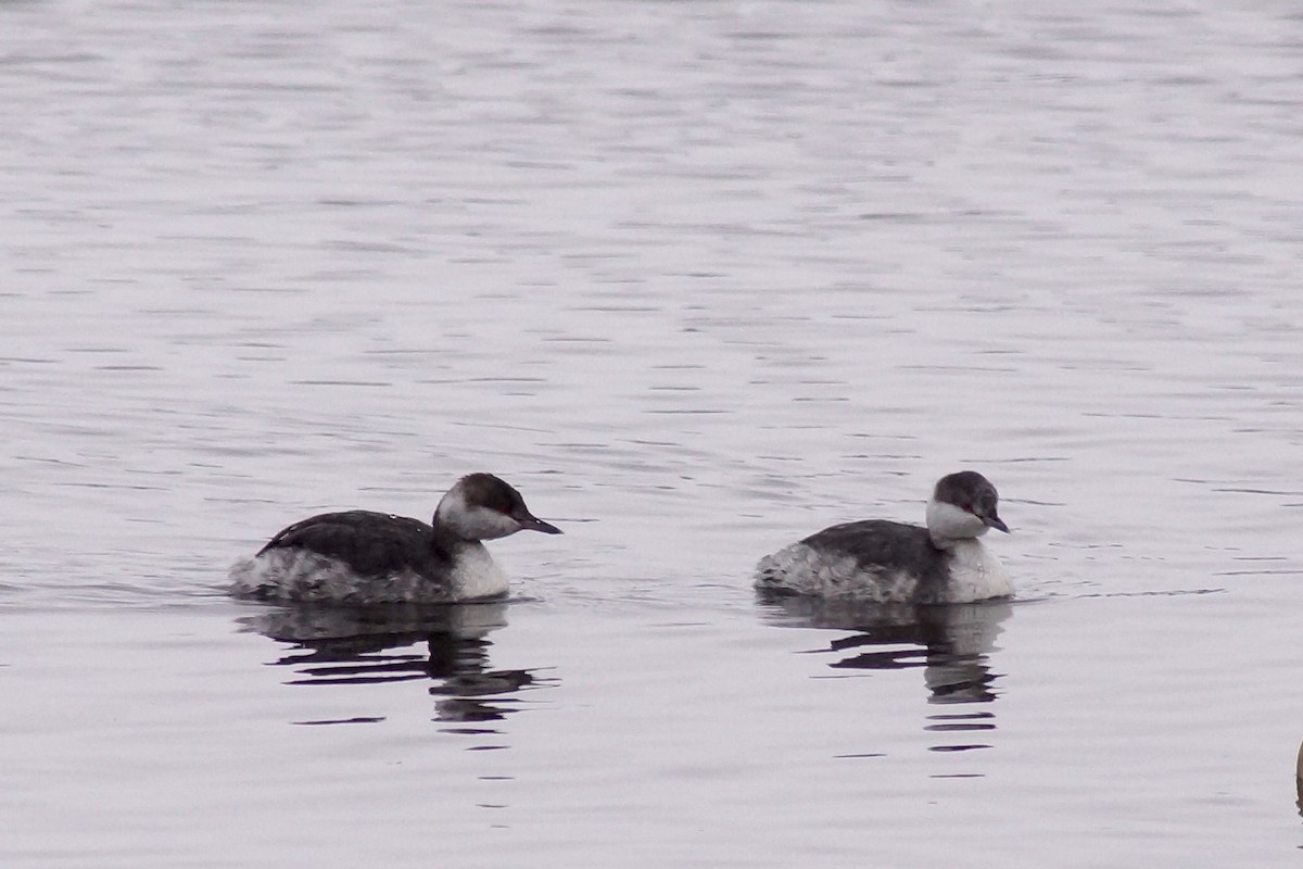 Horned Grebe - ML646256724