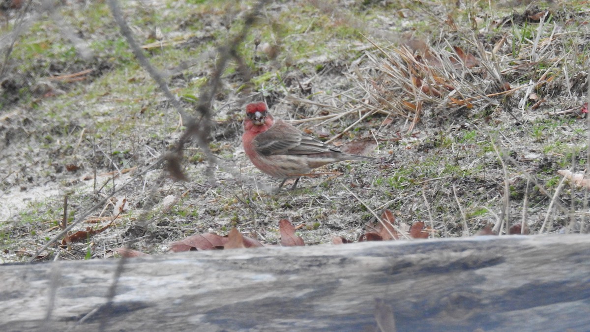 House Finch - ML646256725