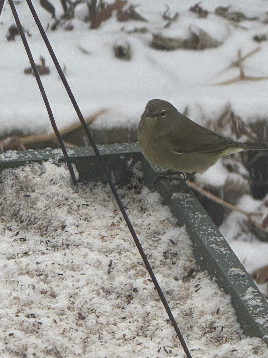 lesňáček hvězdičkový - ML646256726