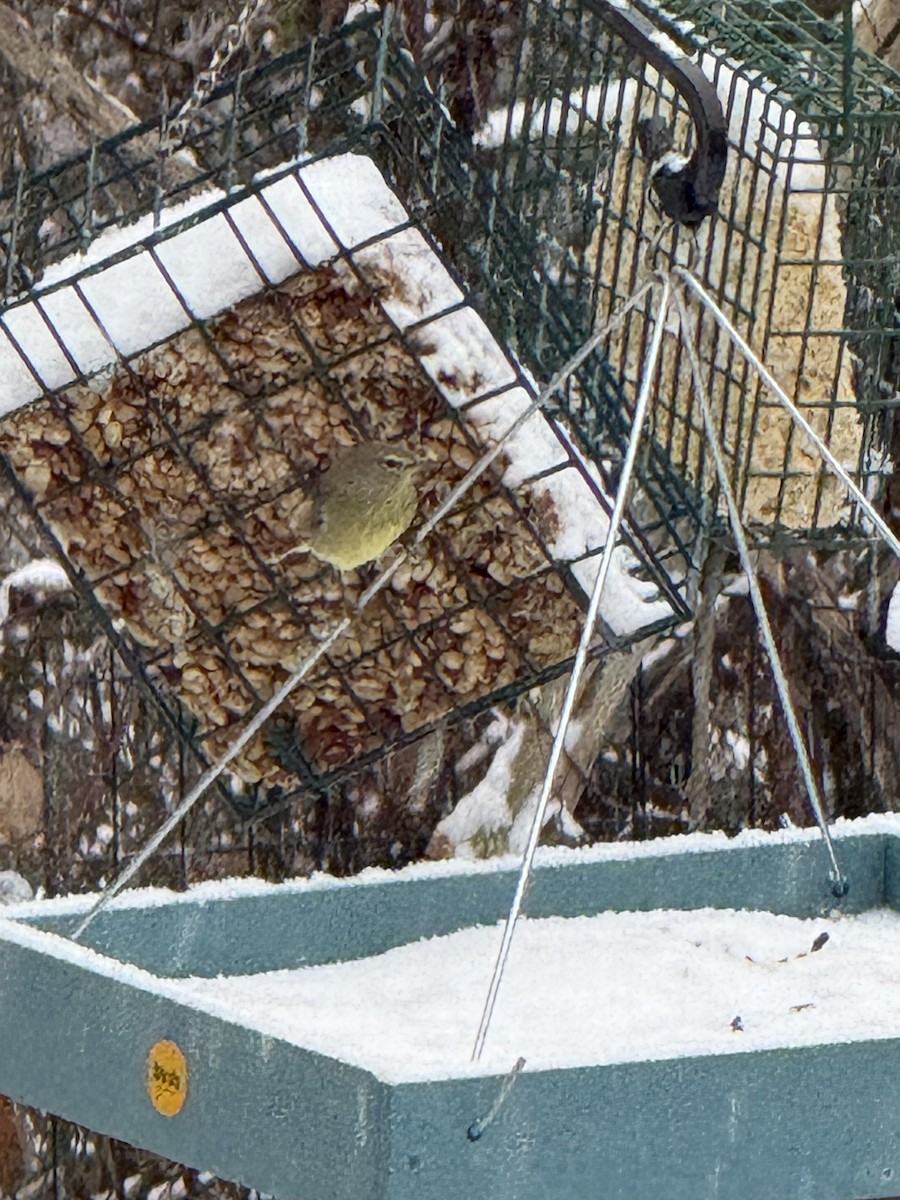 lesňáček hvězdičkový - ML646256727