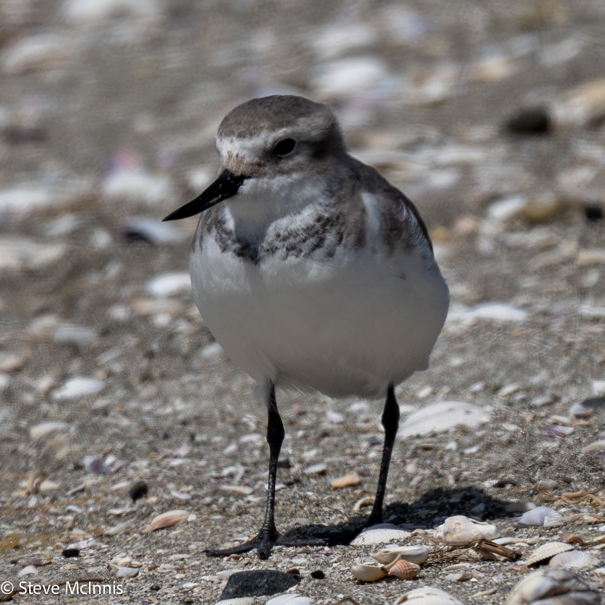 Wrybill - ML646256728