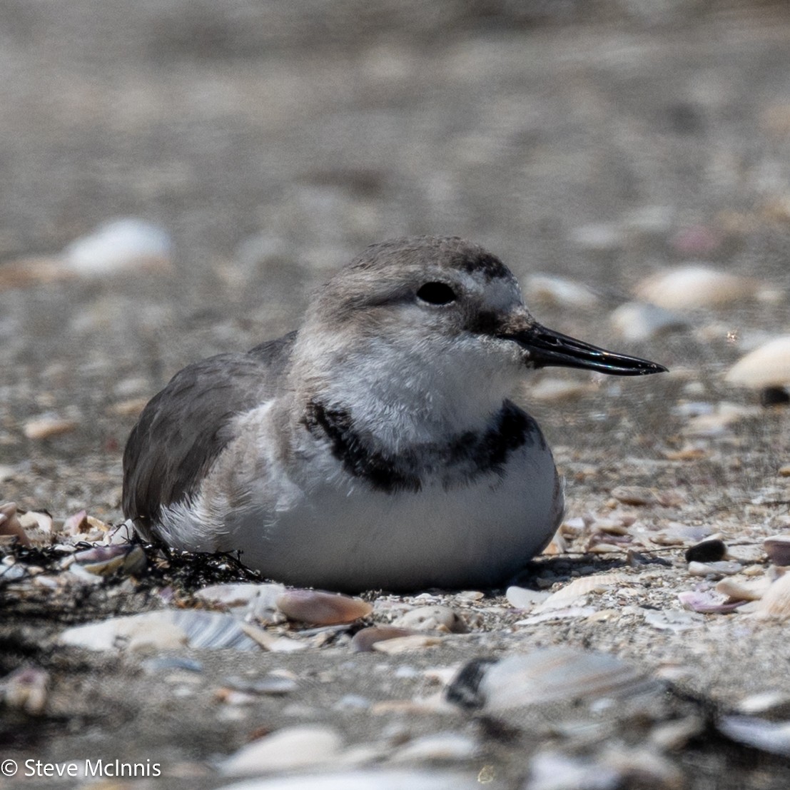 Wrybill - ML646256729