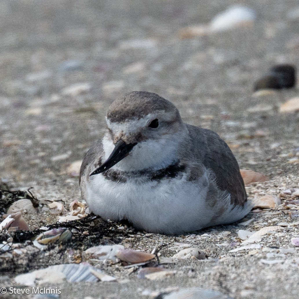 Wrybill - ML646256730