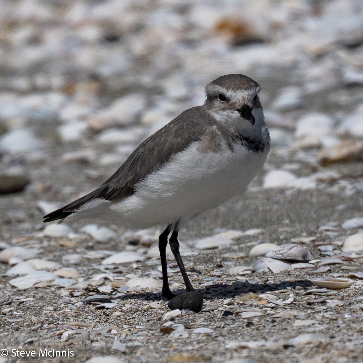 Wrybill - ML646256731