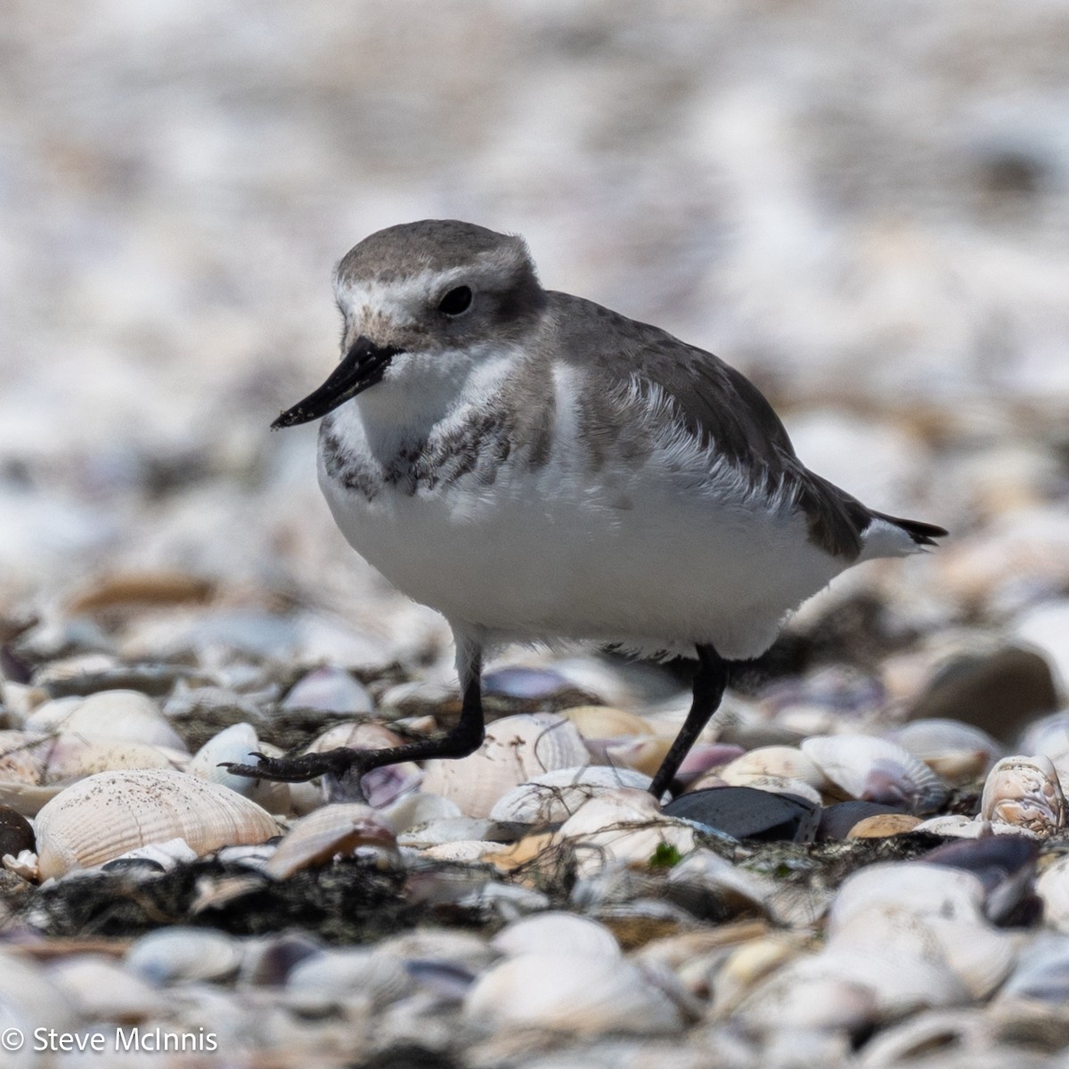 Wrybill - ML646256732