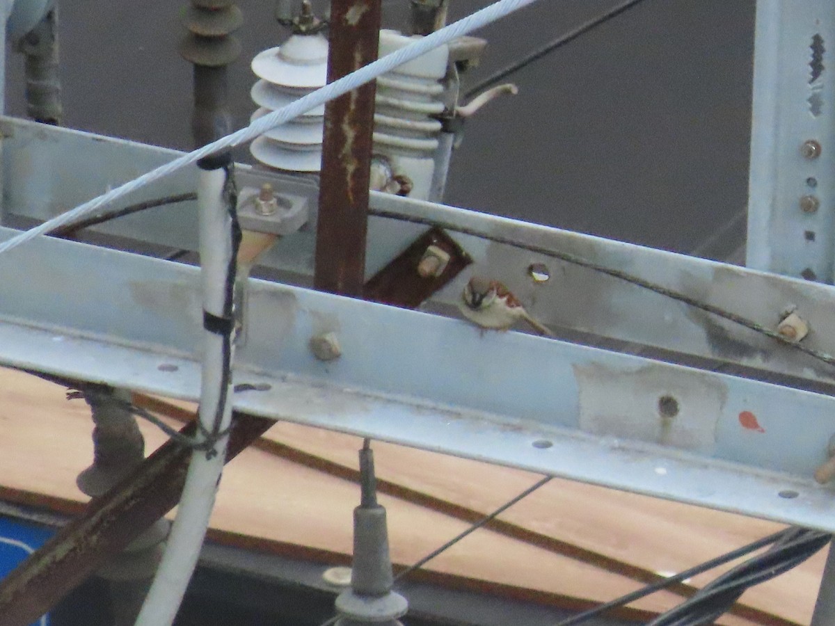 House Sparrow - ML646256733