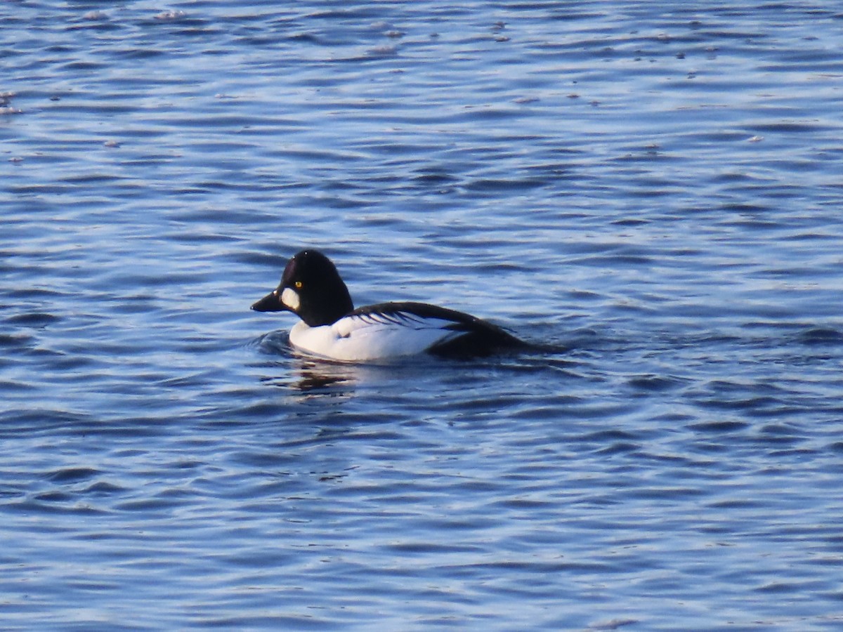 Common Goldeneye - ML646256734