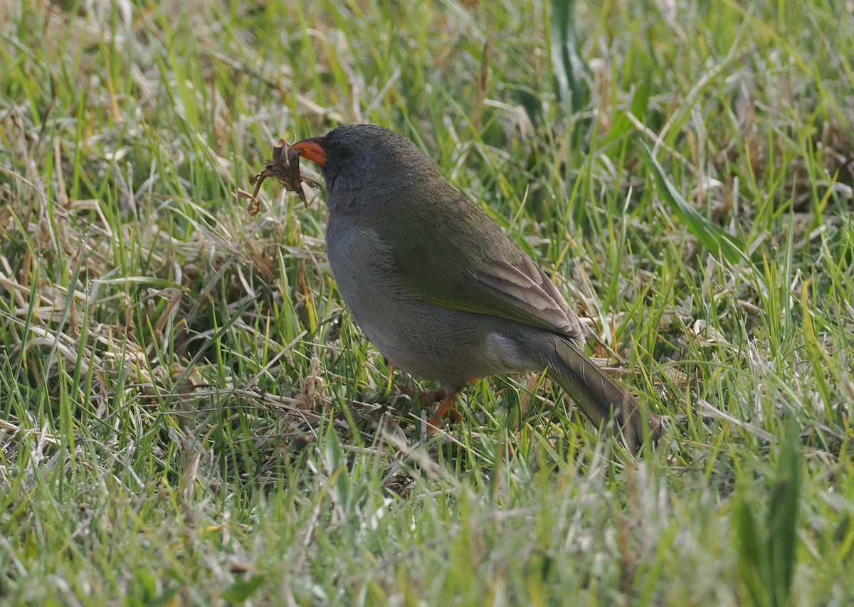 Great Pampa-Finch - ML646256735