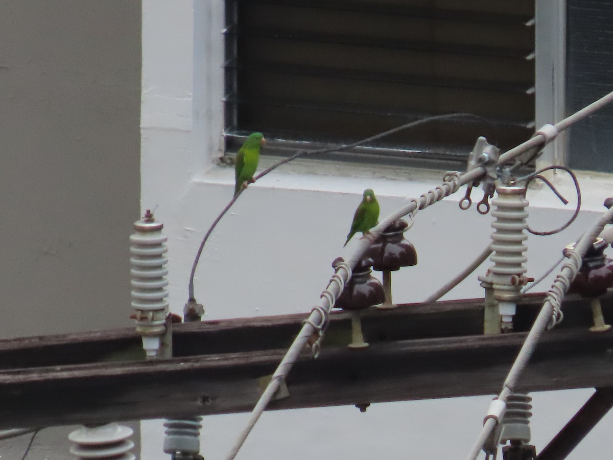 Orange-chinned Parakeet - ML646256737