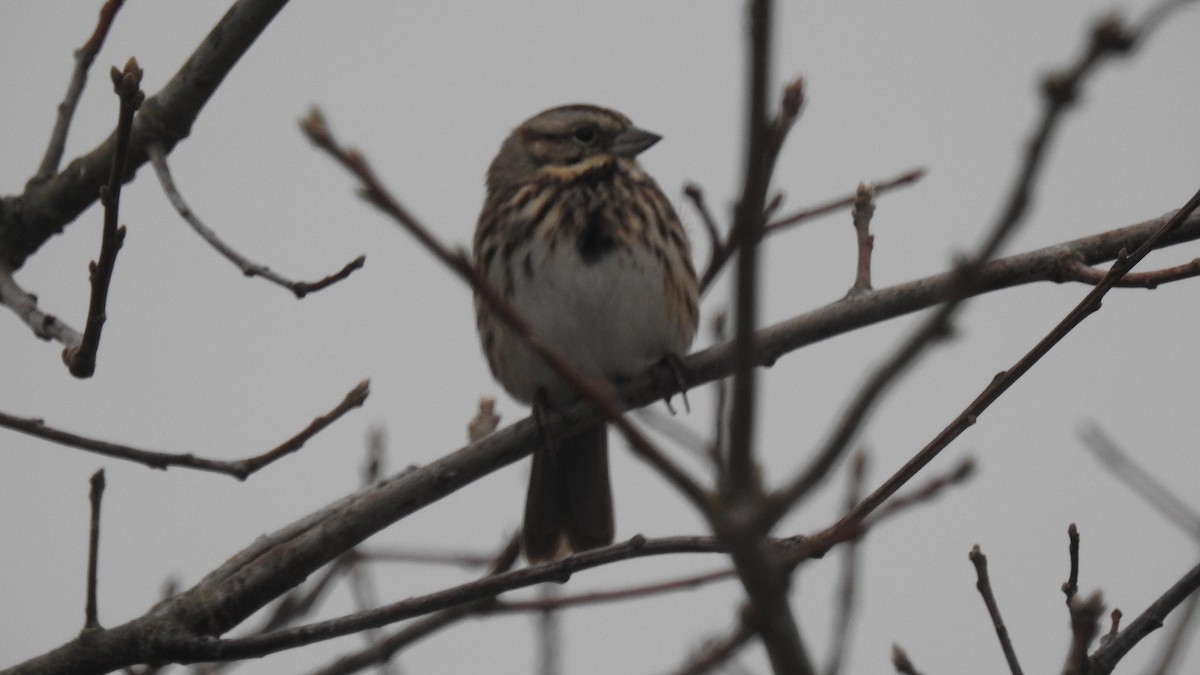 Savannah Sparrow - ML646256739