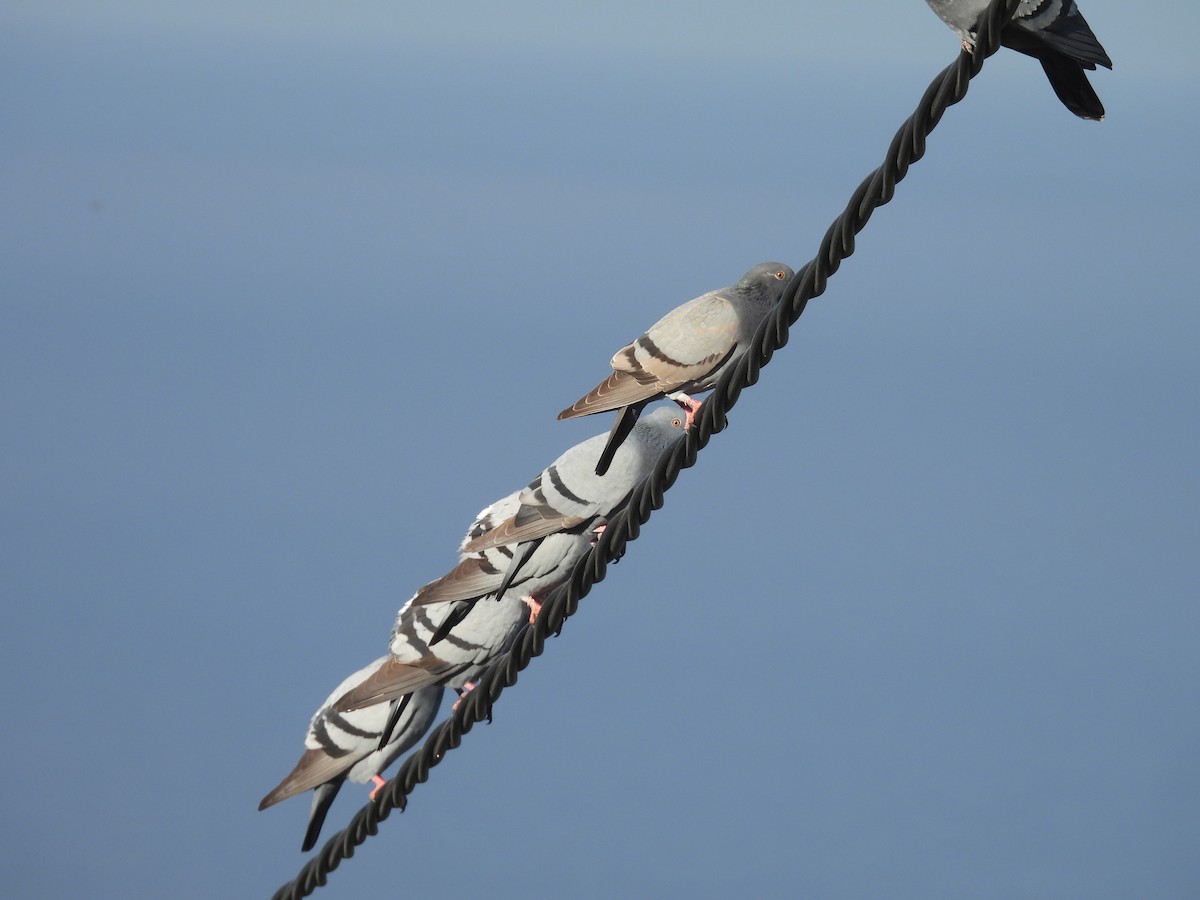 Rock Pigeon - ML646256740