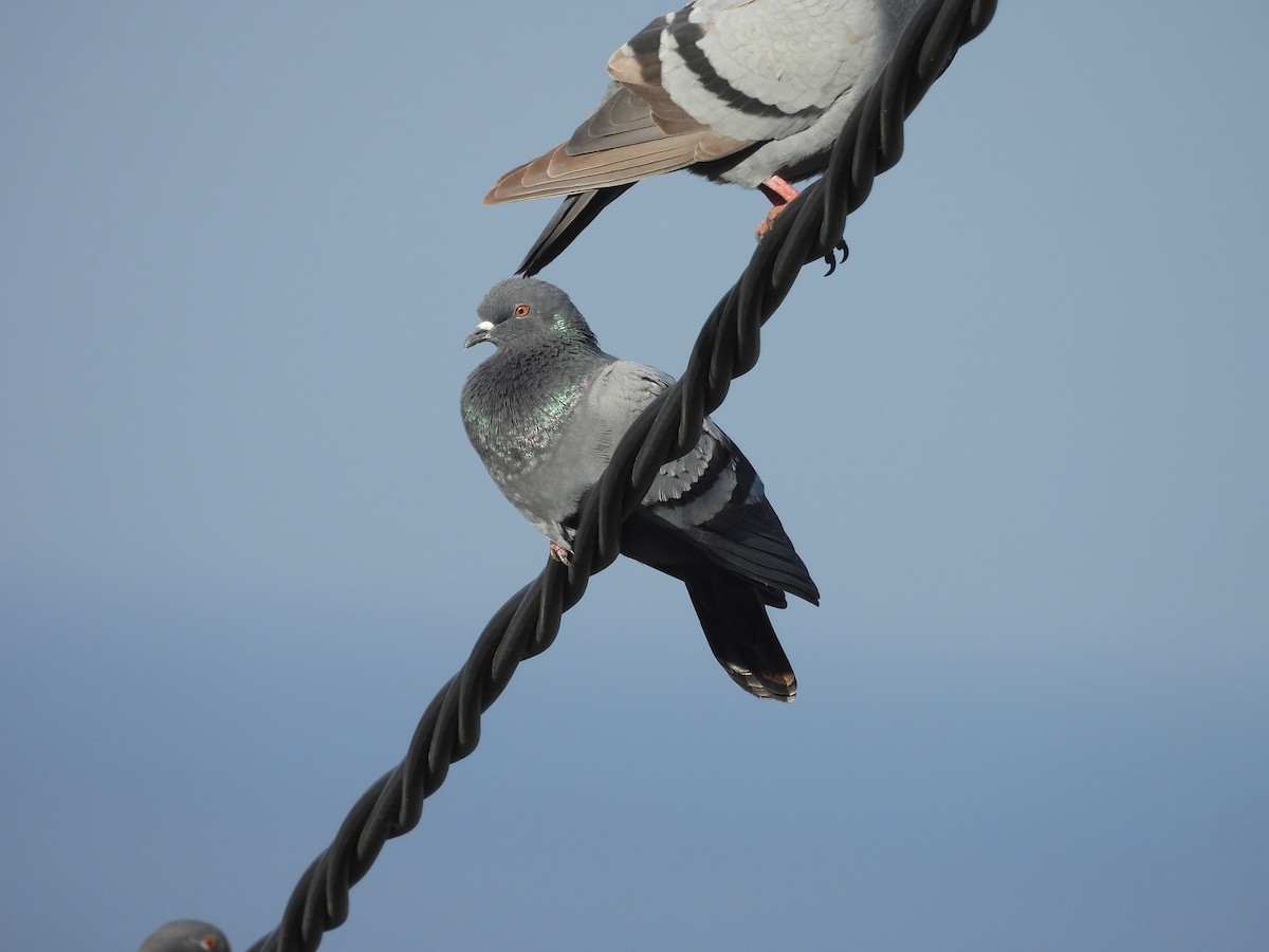 Rock Pigeon - ML646256741