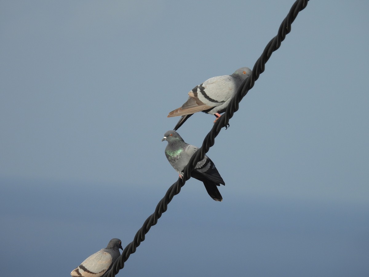 Rock Pigeon - ML646256742