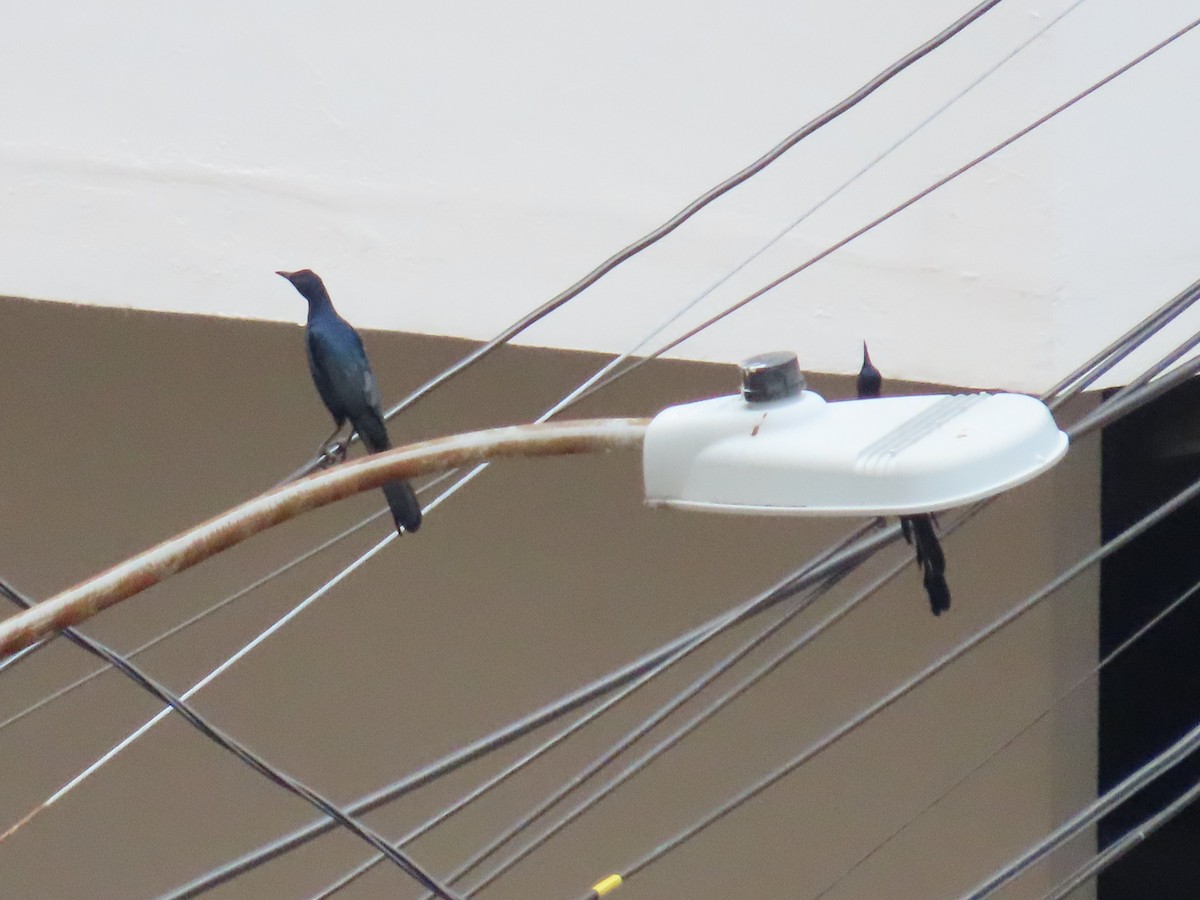 Great-tailed Grackle - ML646256743