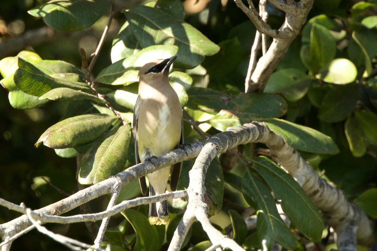 Cedar Waxwing - ML646256744