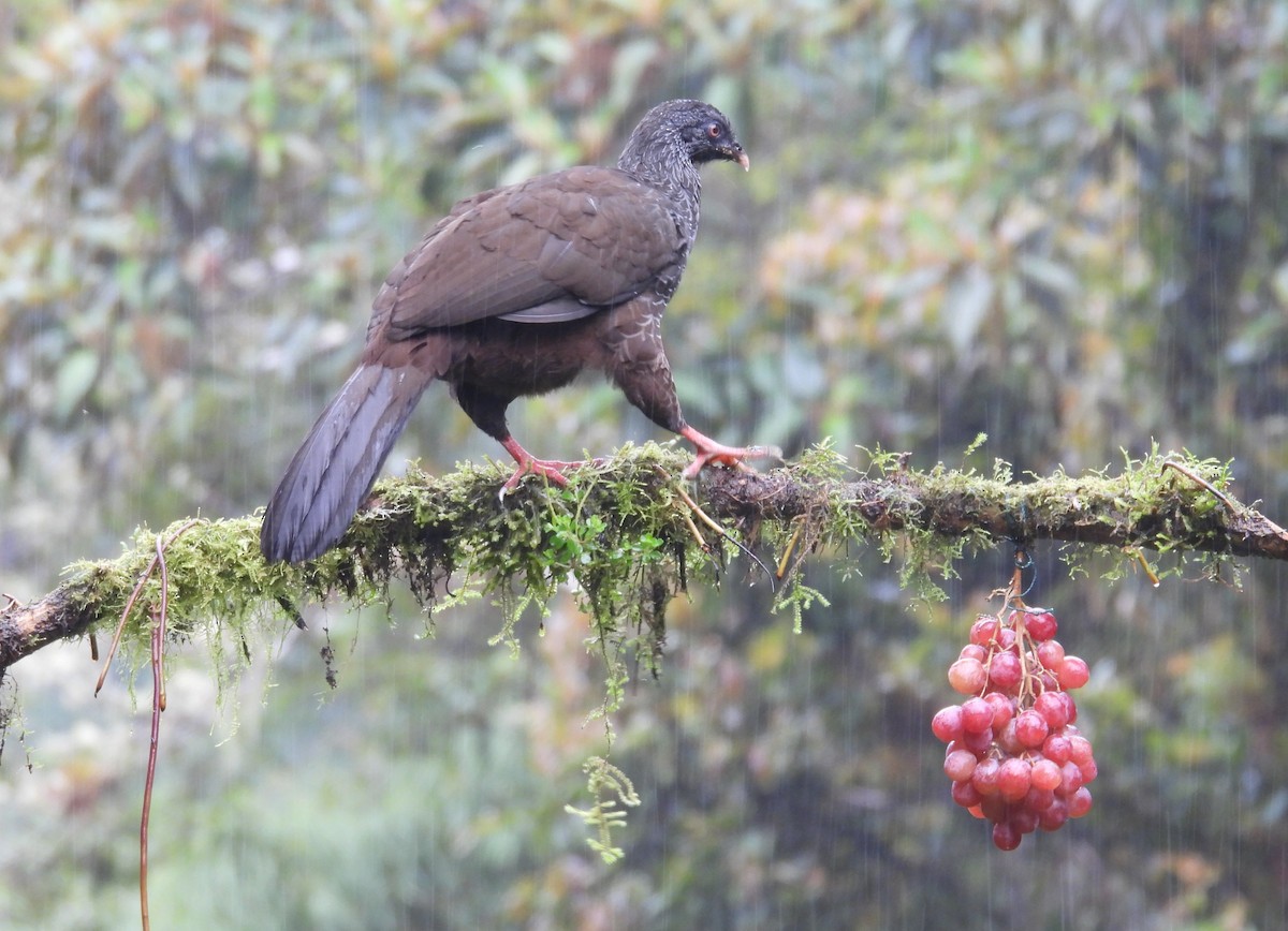 Andean Guan - ML646256745