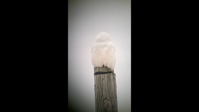 Snowy Owl - ML646256746