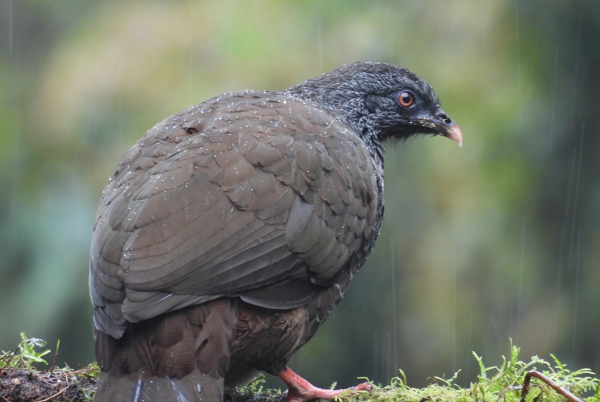 Andean Guan - ML646256747