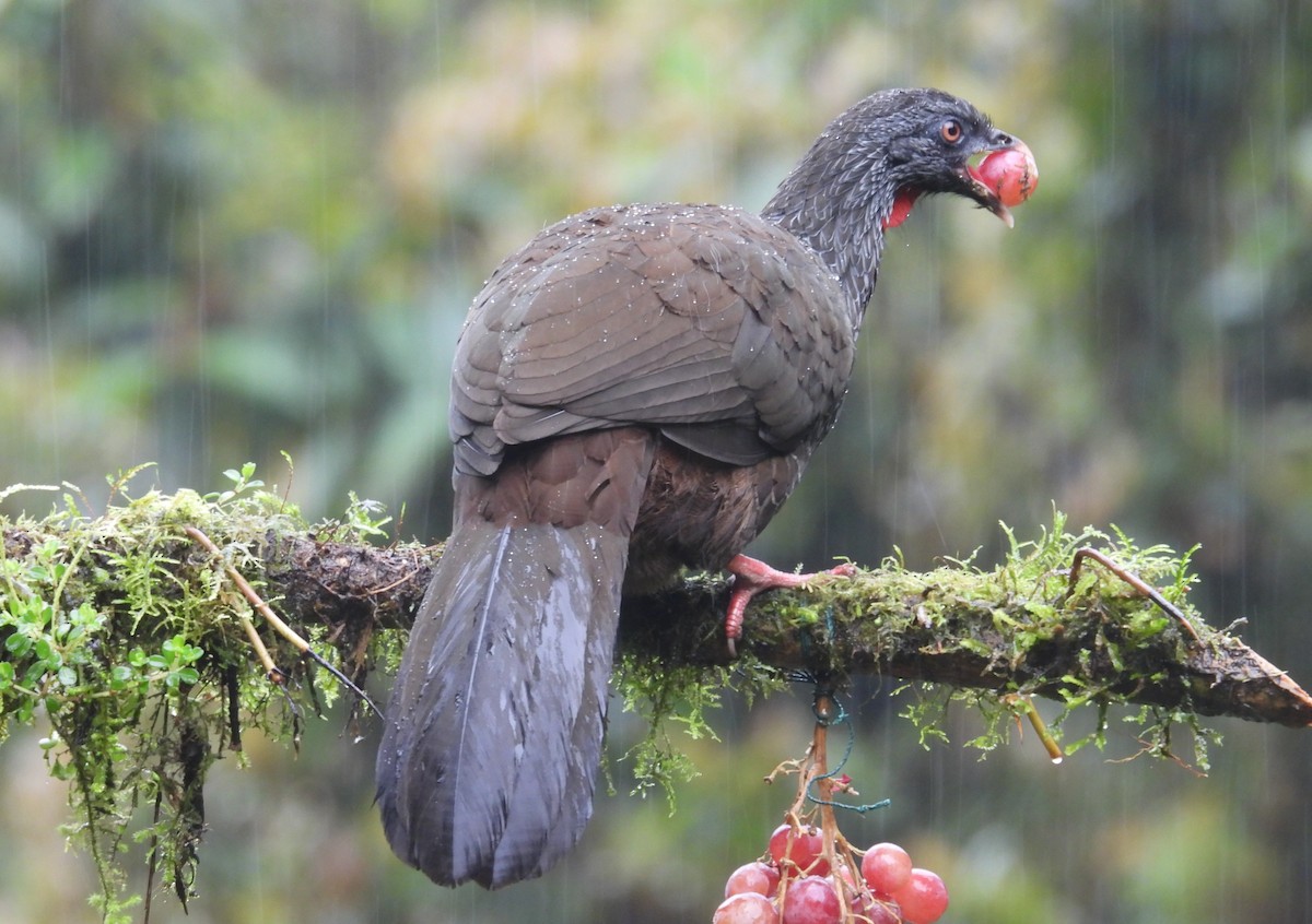 Andean Guan - ML646256749
