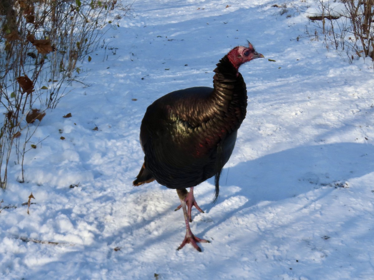Wild Turkey - ML646256751
