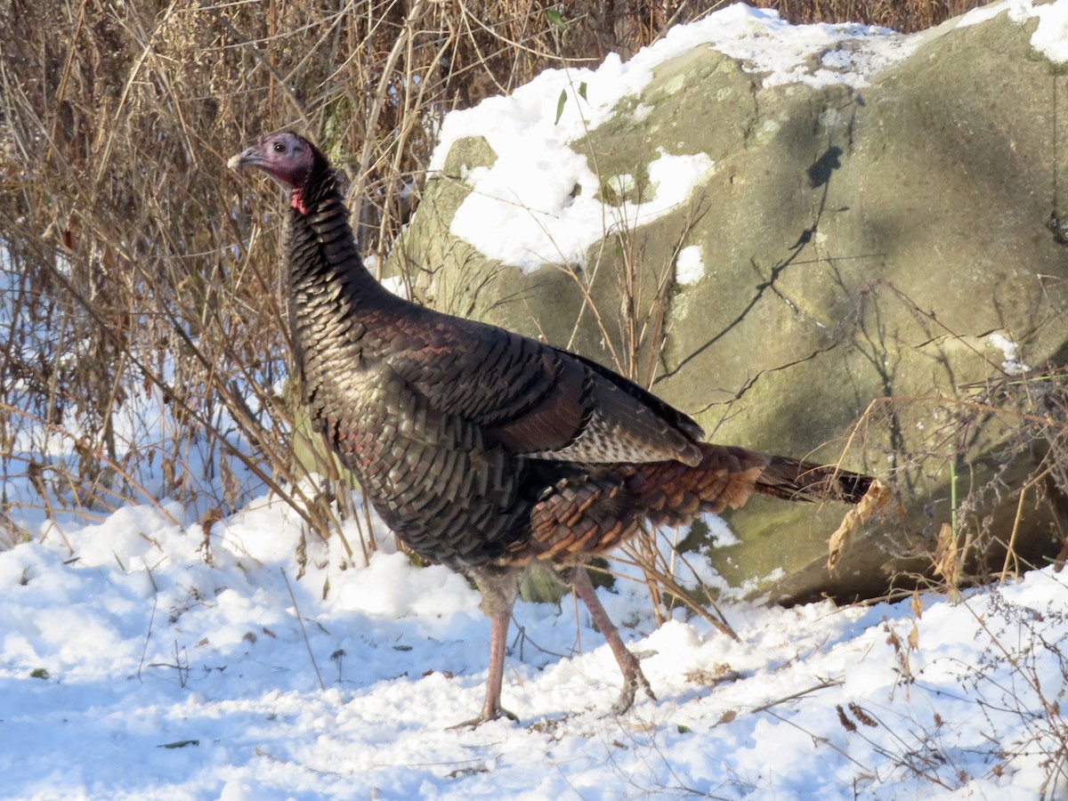 Wild Turkey - ML646256752