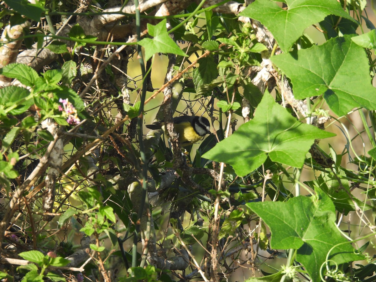 sýkora modrá - ML646256753