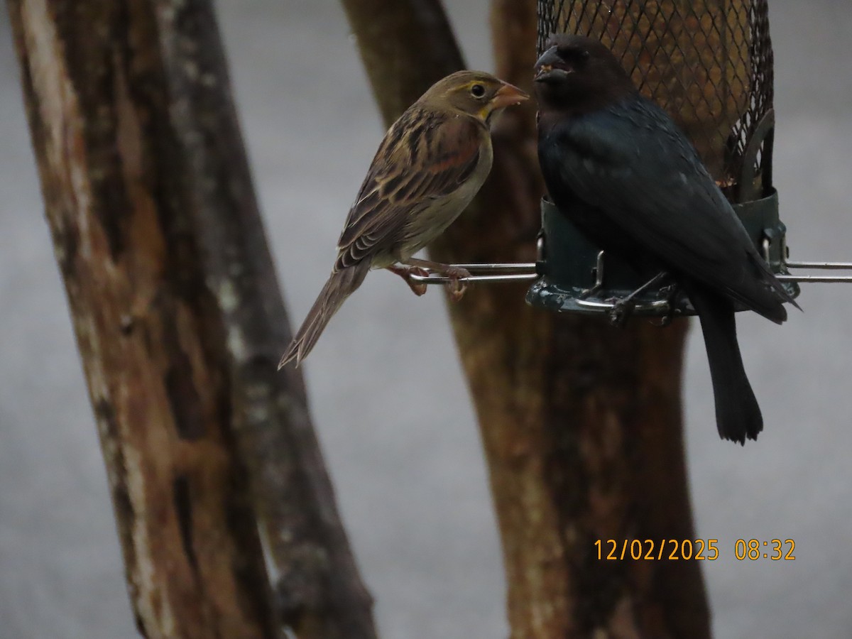 Dickcissel - ML646256754