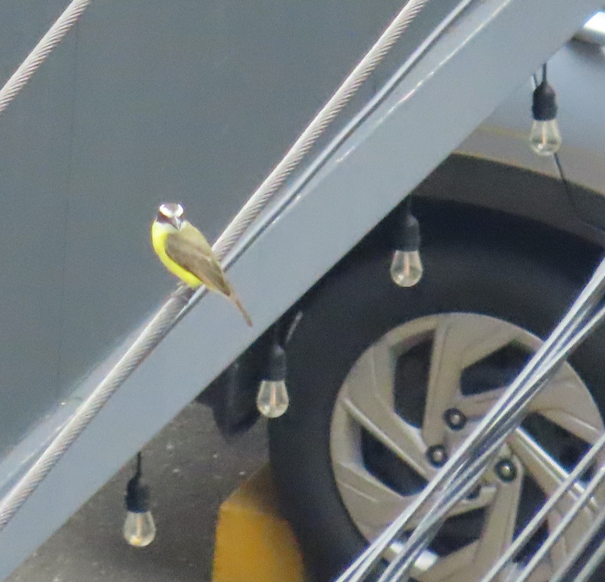 Sosyal Tiran - ML646256755