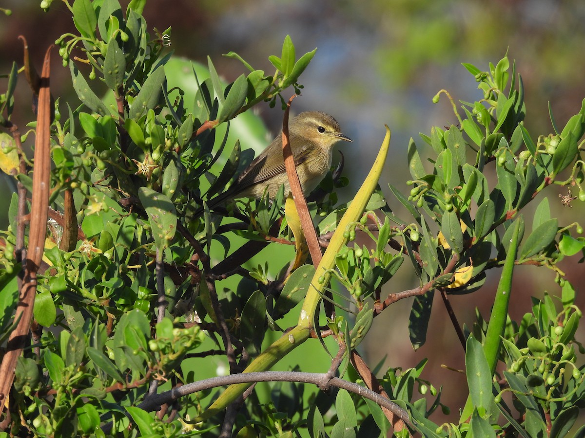 budníček kanárský - ML646256756