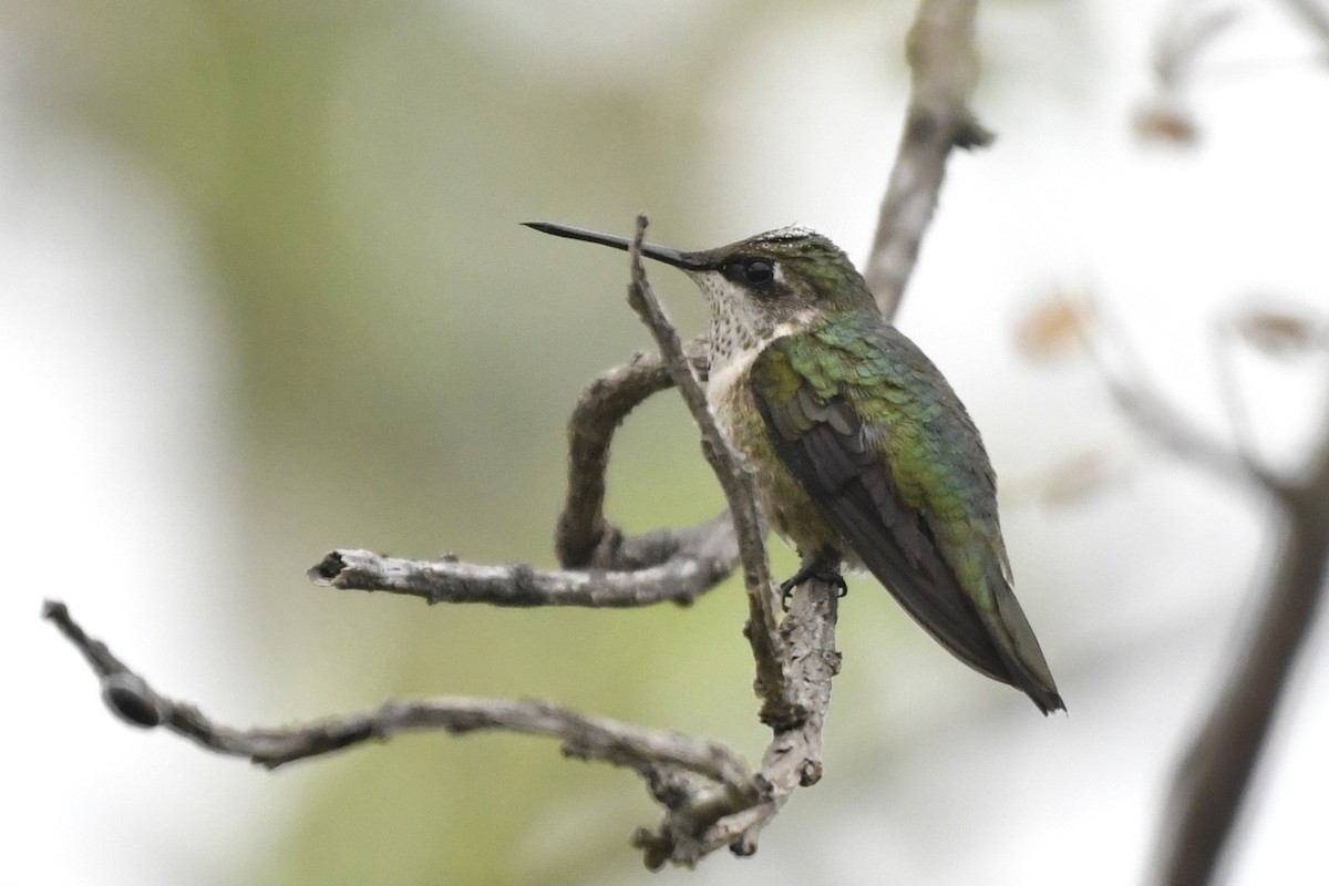 Colibri à gorge rubis - ML646256759