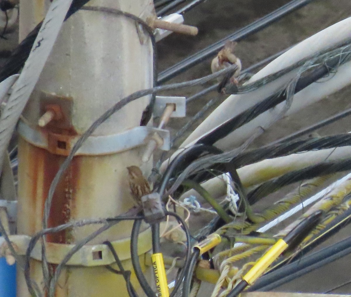 House Sparrow - ML646256761