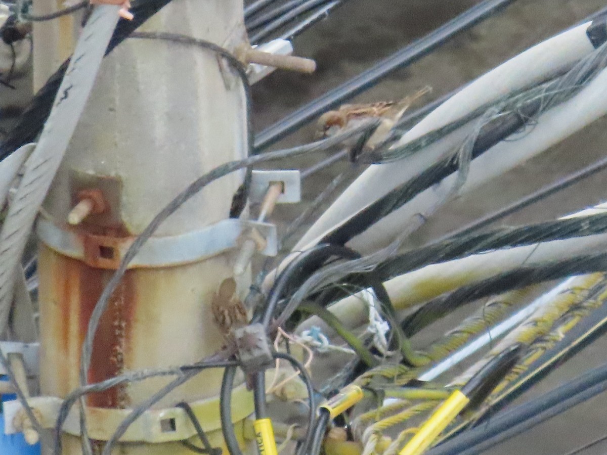 House Sparrow - ML646256762