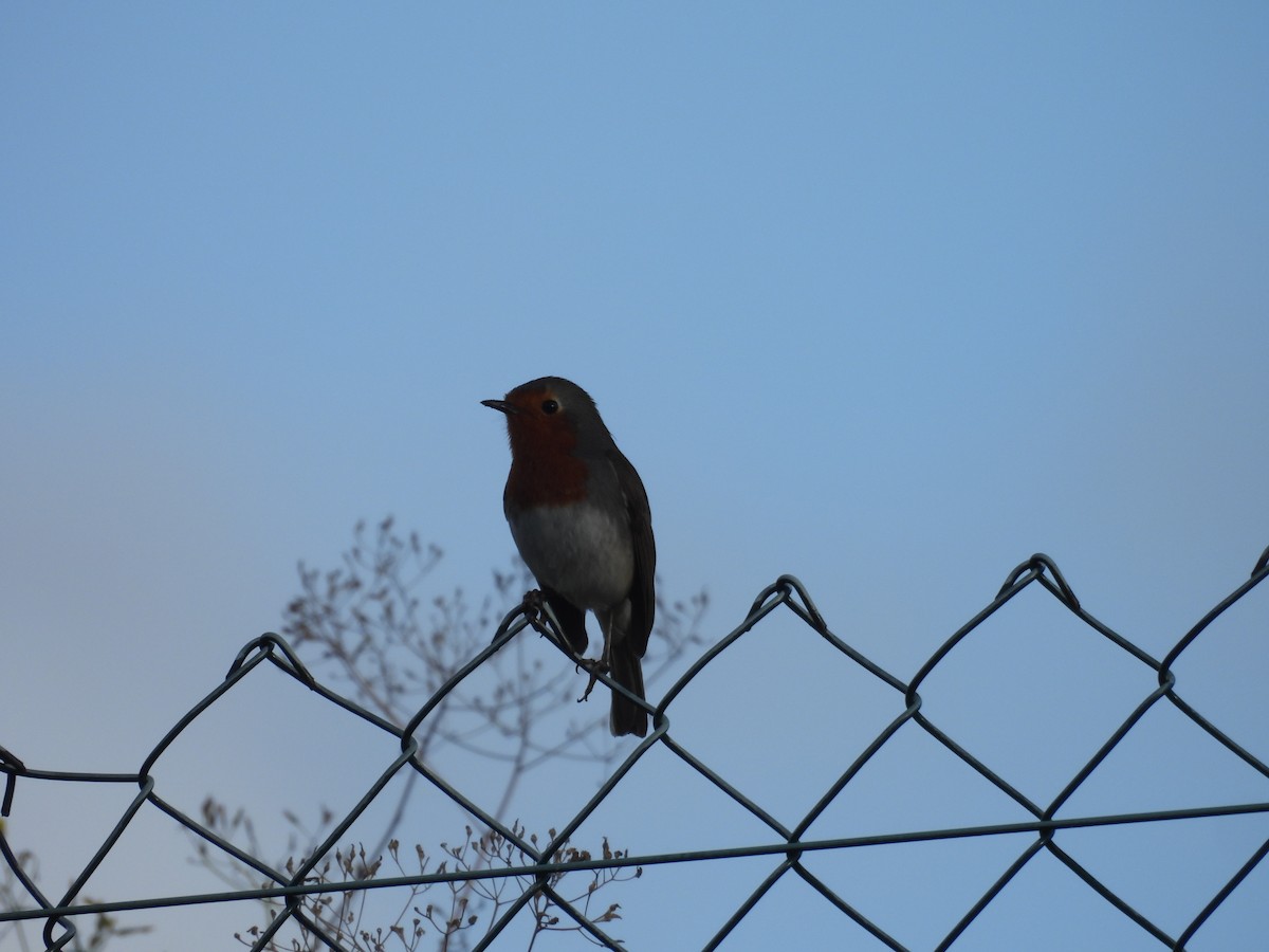 červenka obecná - ML646256764