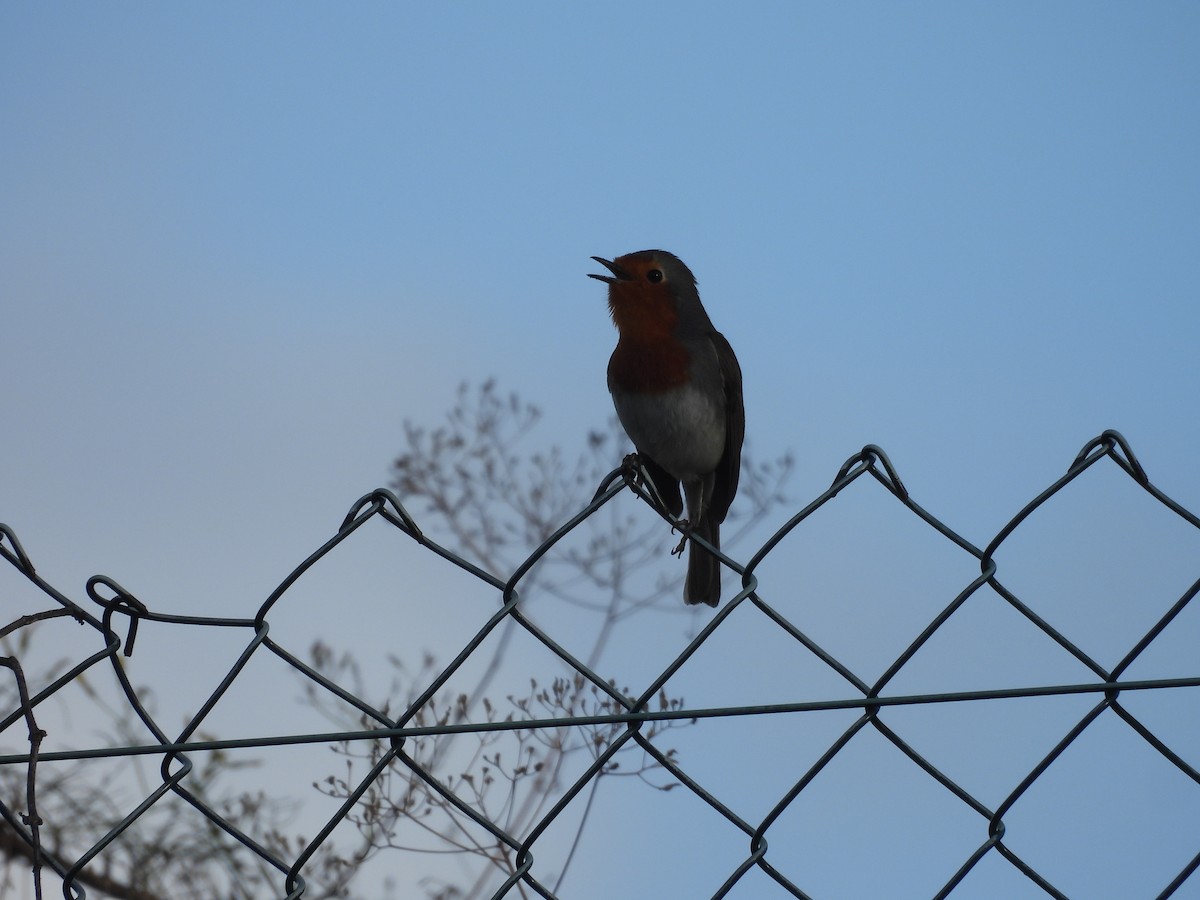 červenka obecná - ML646256765