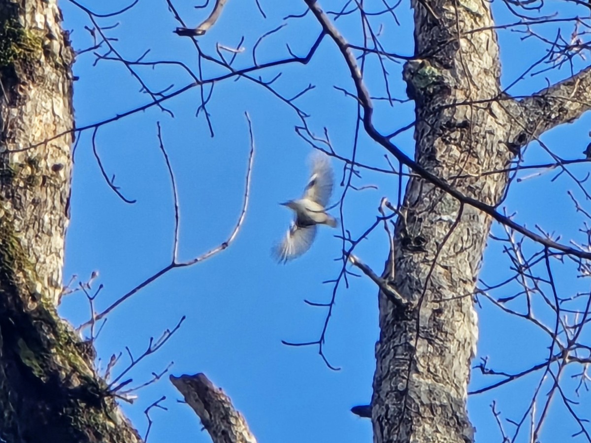 White-breasted Nuthatch - ML646256775