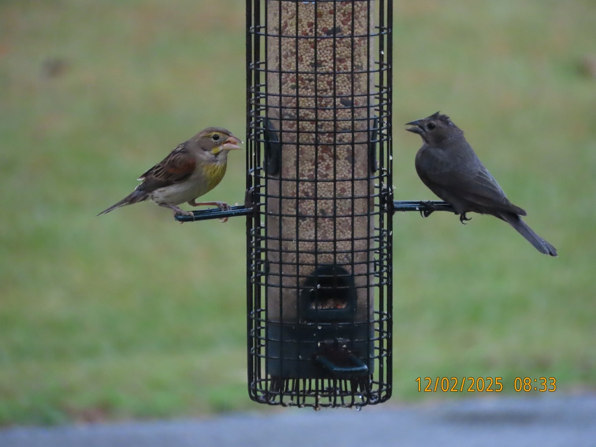 Dickcissel - ML646256776