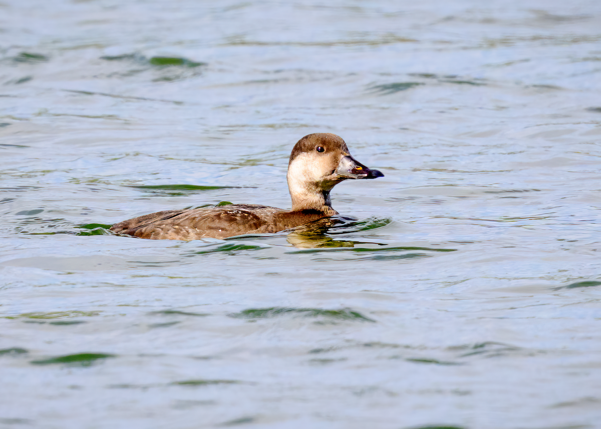 Black Scoter - ML646256777