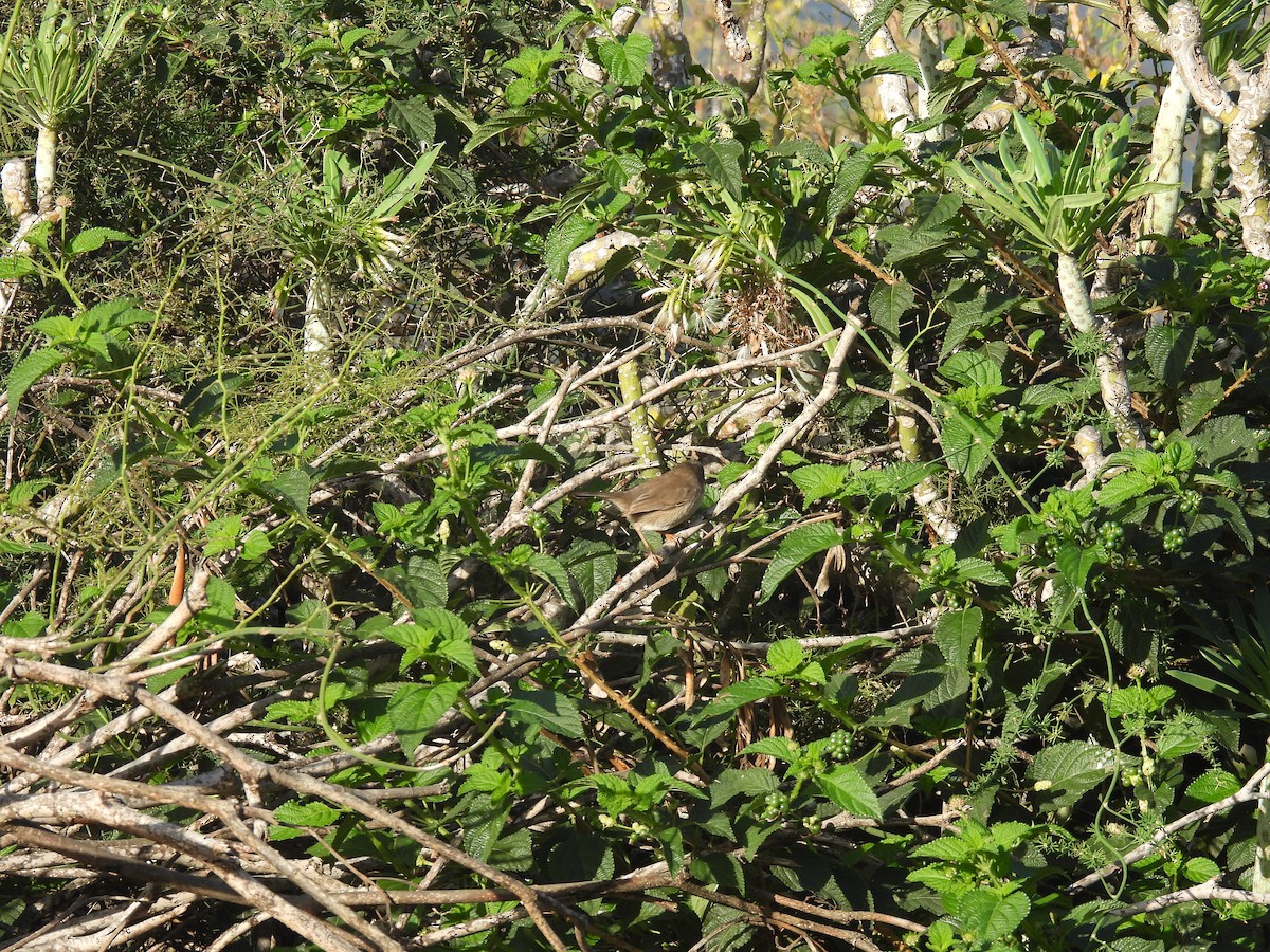 Samtkopf-Grasmücke - ML646256779