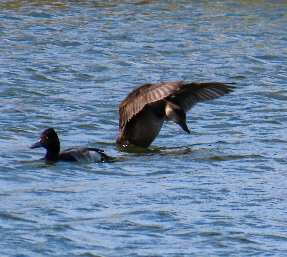 Black Scoter - ML646256790