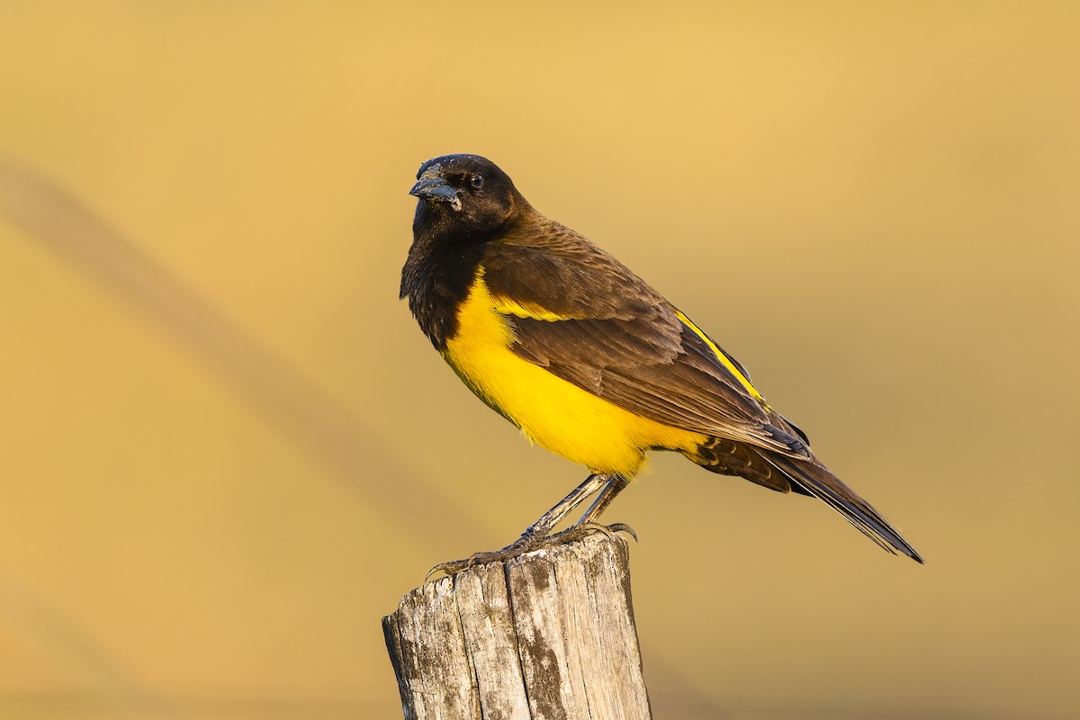 Yellow-rumped Marshbird - ML646256791