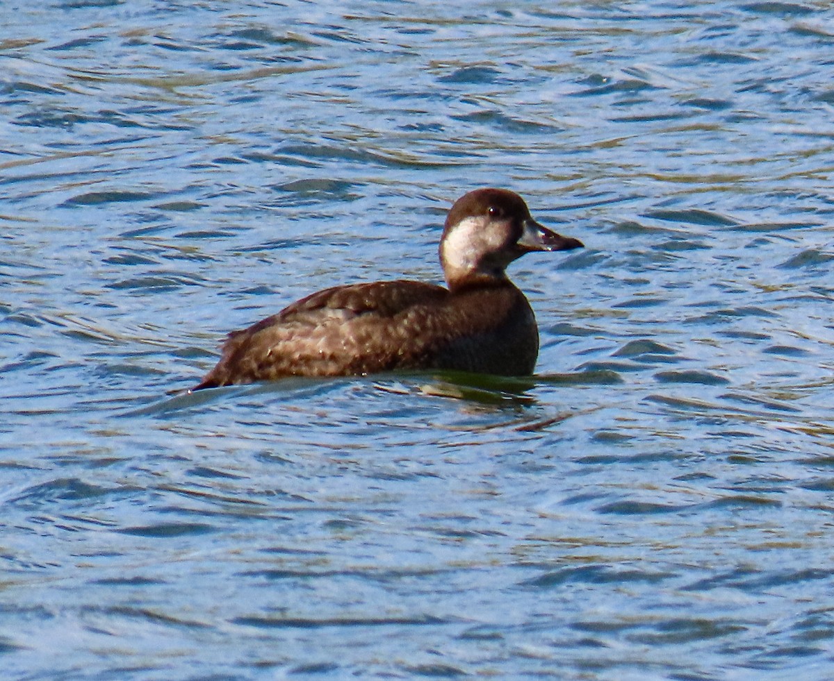 Black Scoter - ML646256792