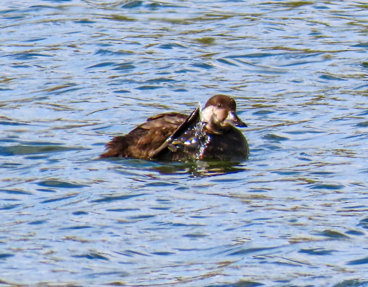Black Scoter - ML646256793